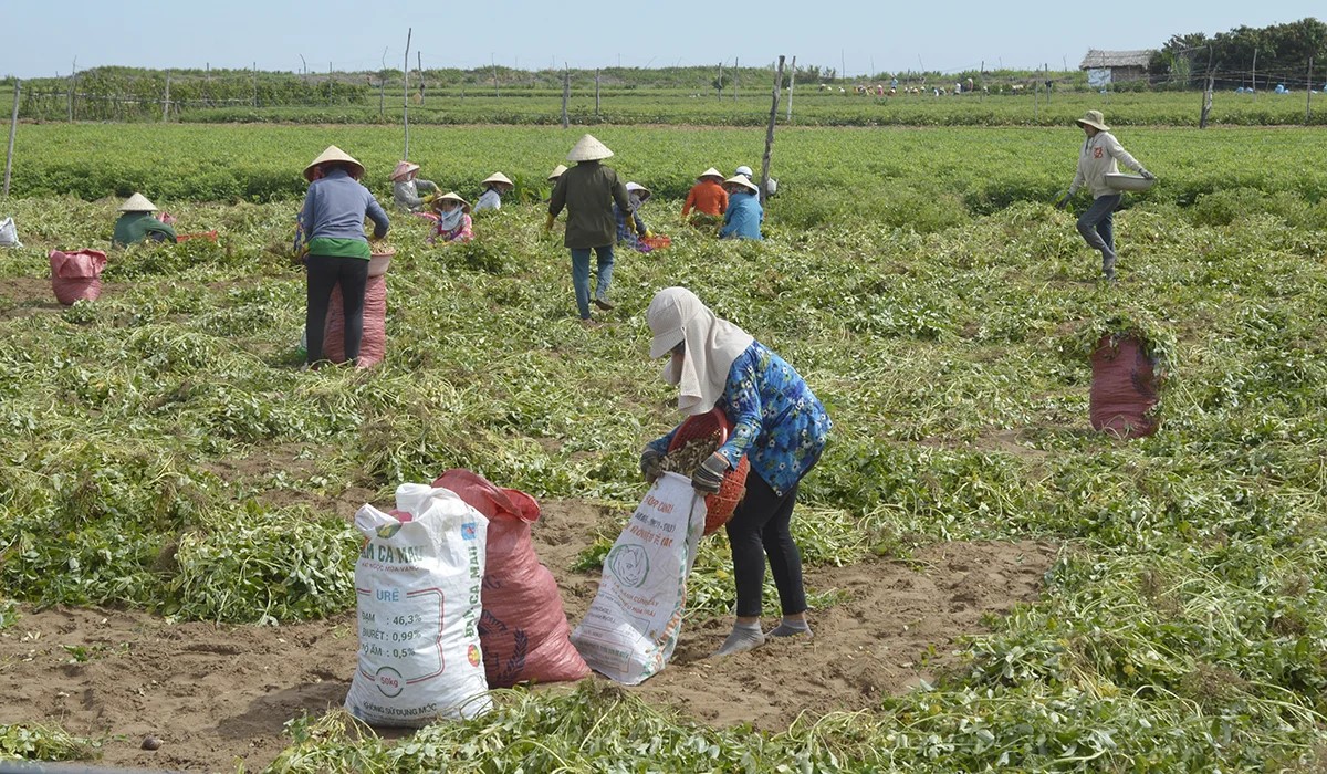 Nông nghiệp tuần hoàn - Giải pháp kép giảm phát thải và tăng thu nhập