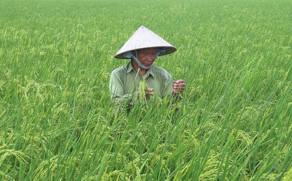 Một thập kỷ đi trước mưa giông, đi sau từng mùa lúa chín
