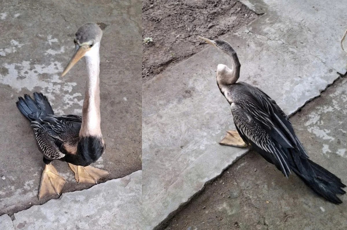 Chim cổ rắn thuộc nhóm IB được phát hiện tại vườn nhà dân ở Đồng Tháp