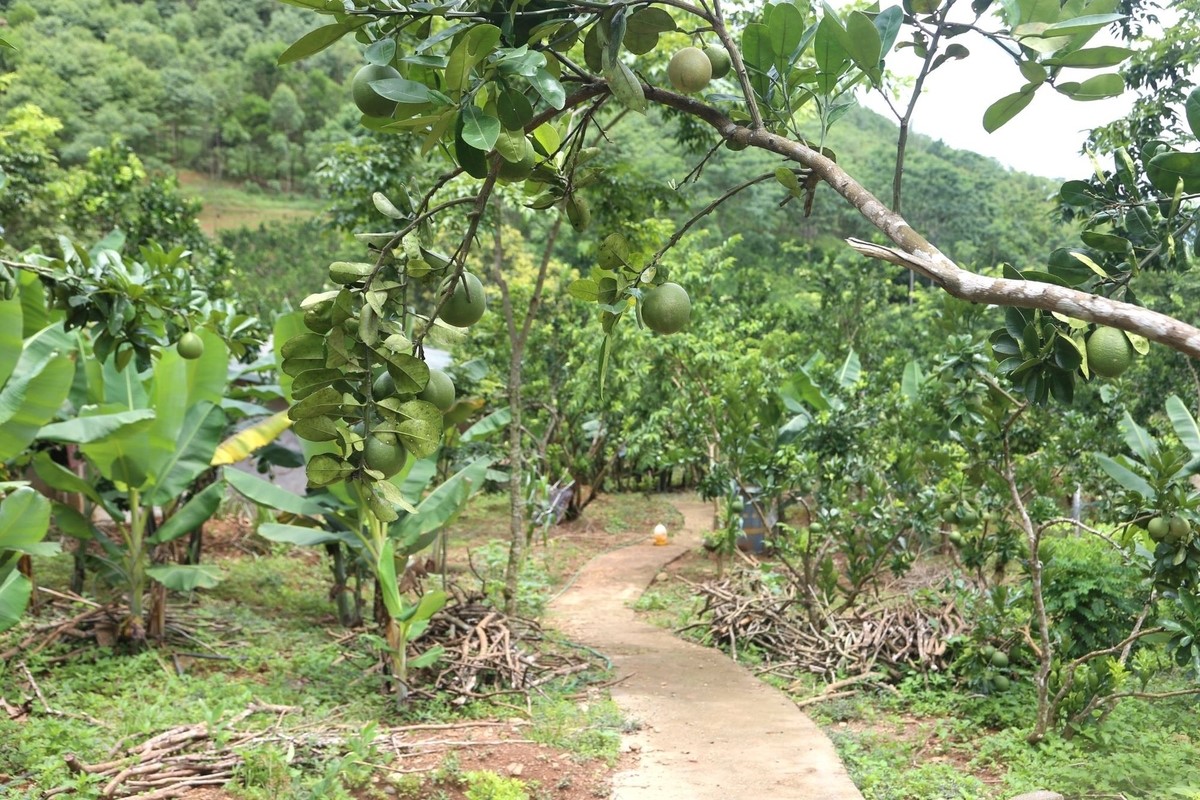 'Vàng đen' hồi sinh đất