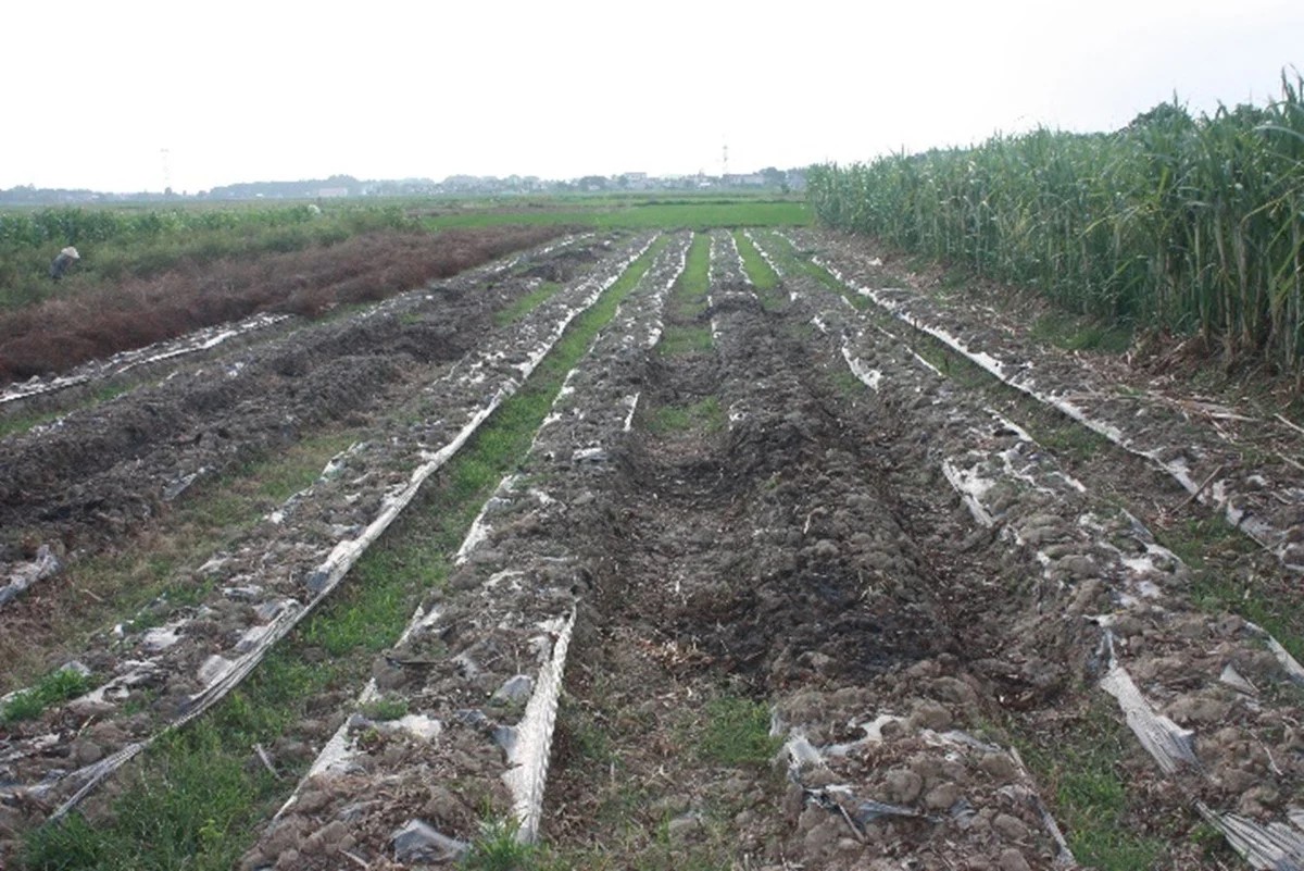 Mối nguy rác thải nhựa trong nông nghiệp