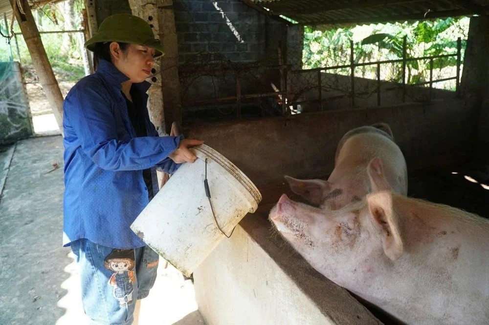 Thanh Hóa quan trắc giám sát môi trường tại 31 trang trại chăn nuôi