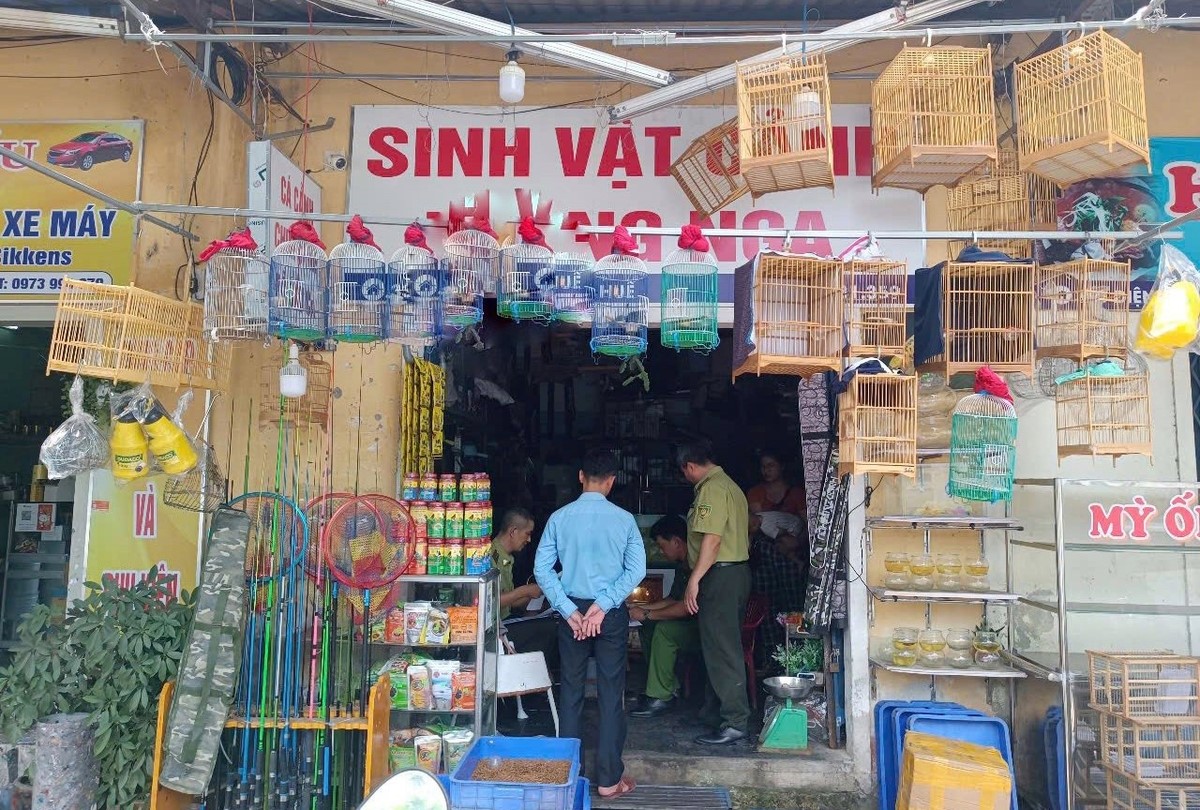Huế quyết liệt xử phạt mua bán chim hoang dã