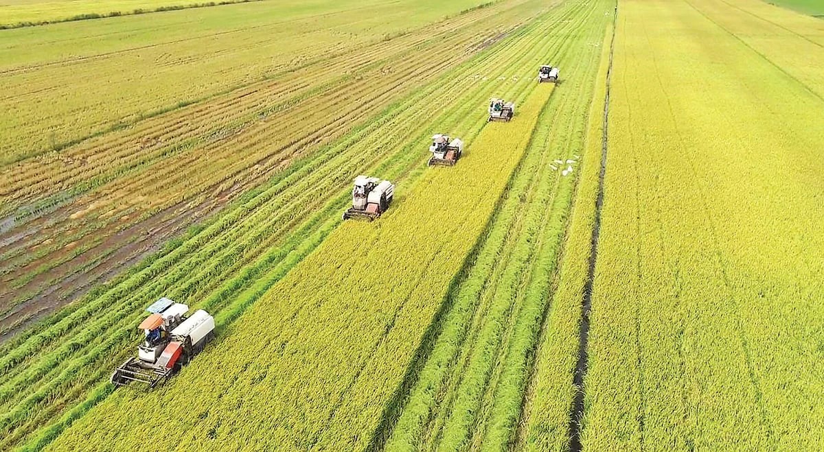 Dự án ODA Đức hỗ trợ bù đắp các-bon cho ngành lúa gạo Việt Nam