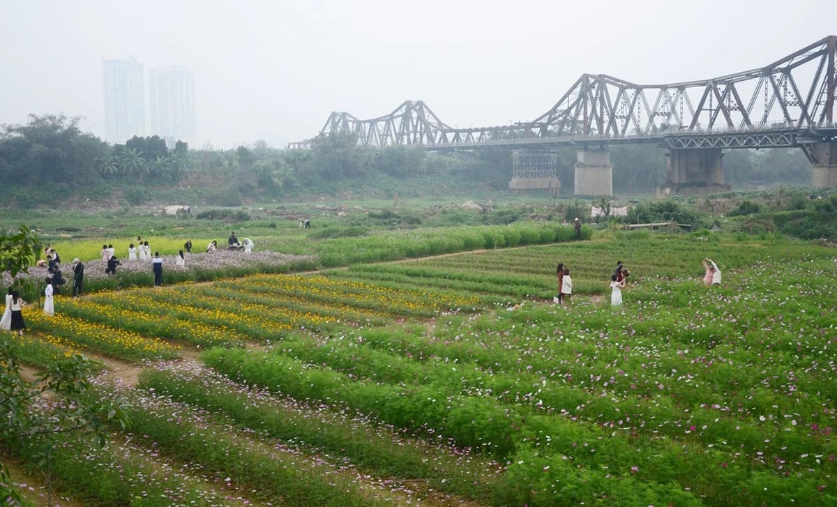 Bến hoa Phúc Xá bừng sắc xuân sau mùa lũ