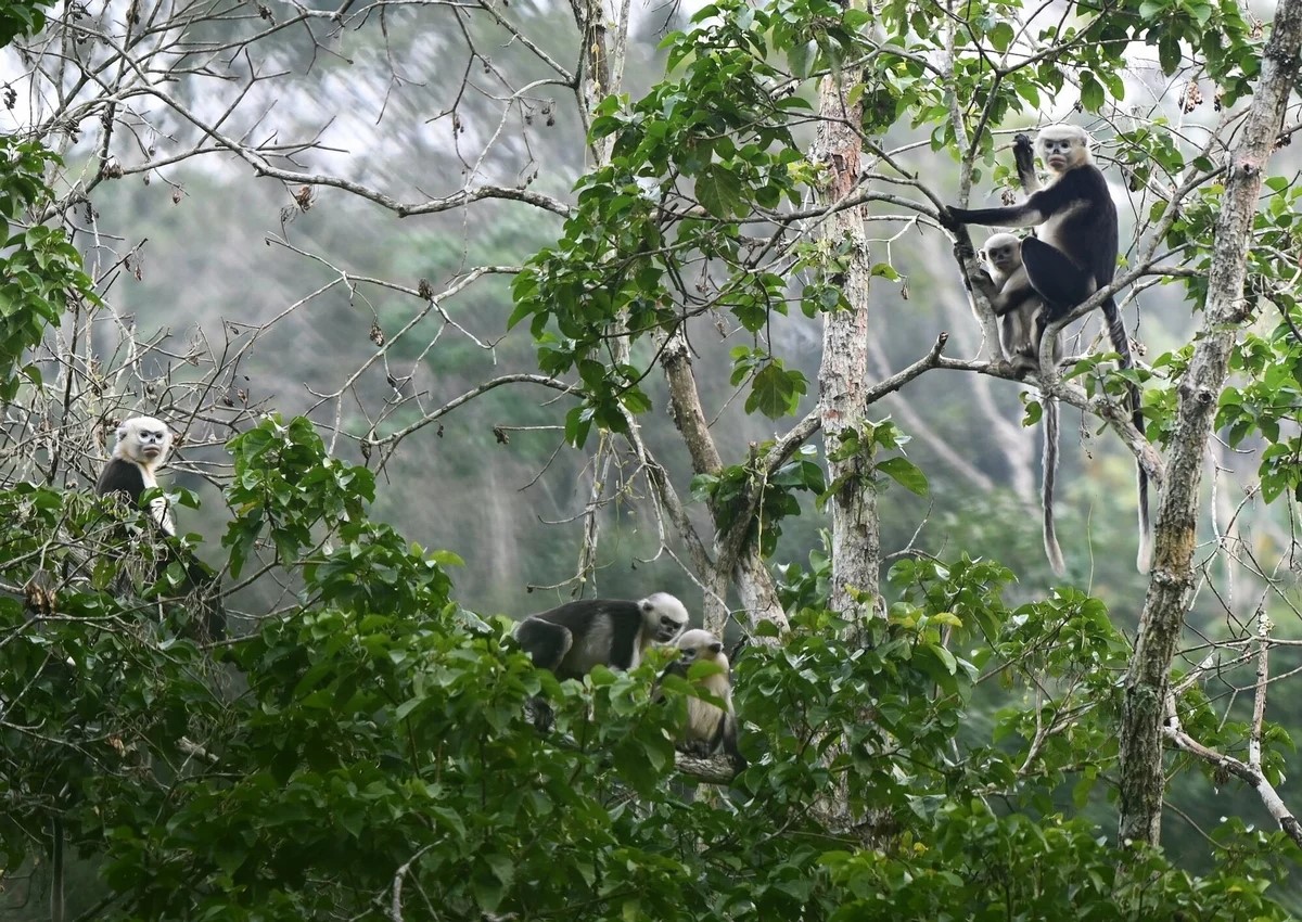 Phát hiện hiếm hoi 160 cá thể vọoc mũi hếch tại Tuyên Quang