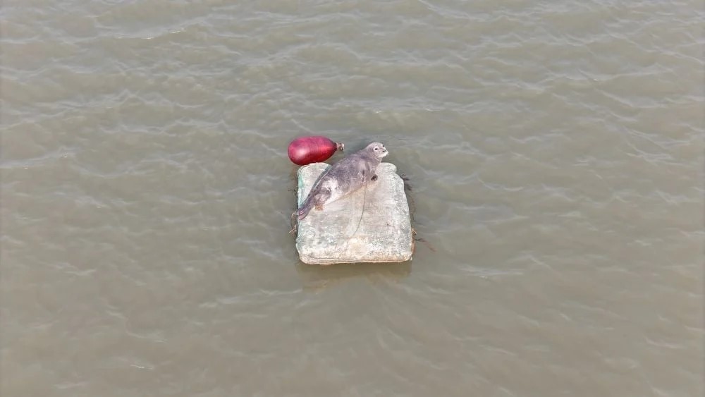 Hải cẩu xuất hiện tại Vườn quốc gia Xuân Thủy