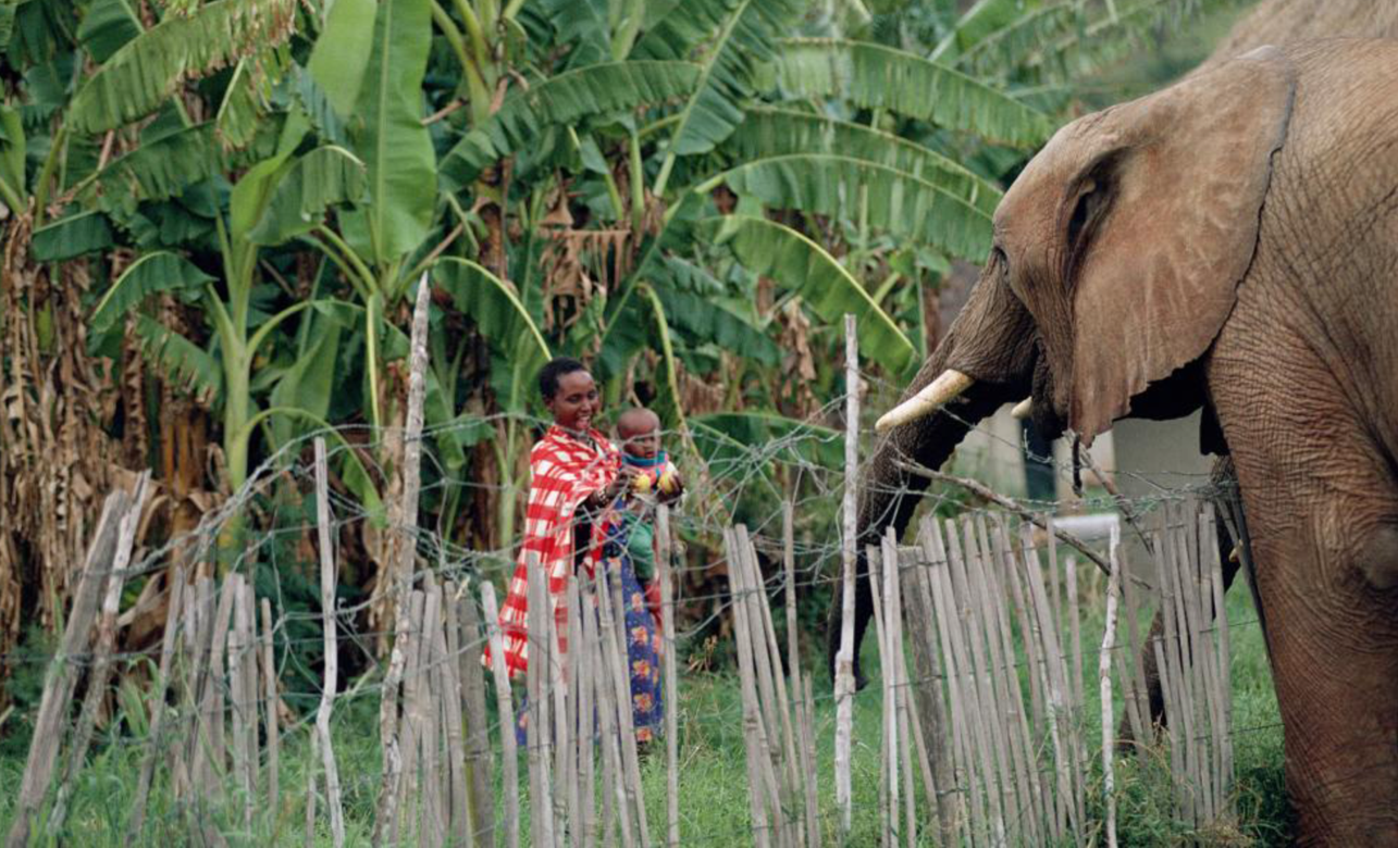 Thế giới cần làm gì để bảo tồn động vật hoang dã?