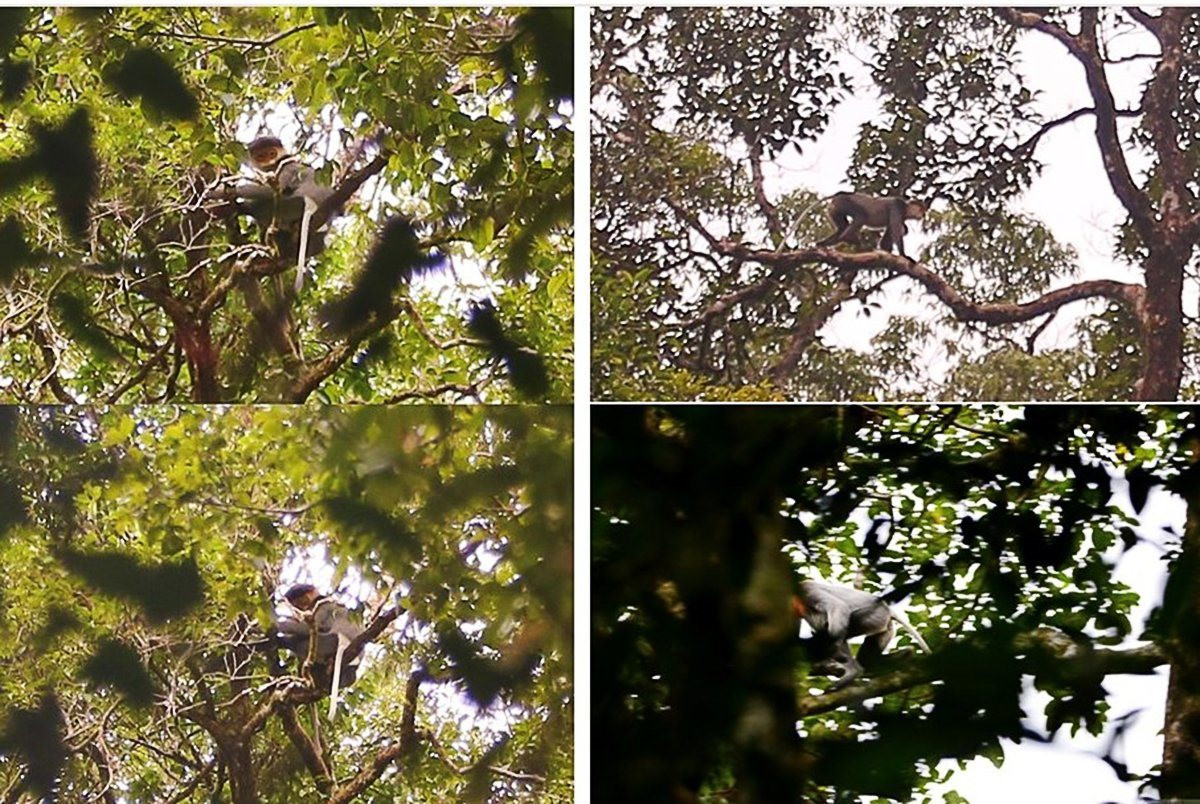 Tiến tới lập Khu Bảo tồn thiên nhiên tại huyện Ba Tơ