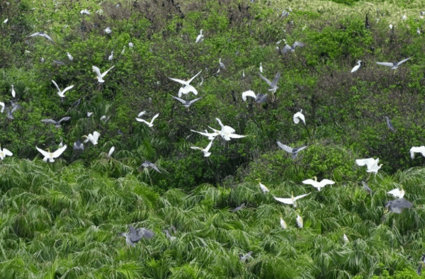 Cần Giờ đáp ứng 4 tiêu chí thành khu Ramsar