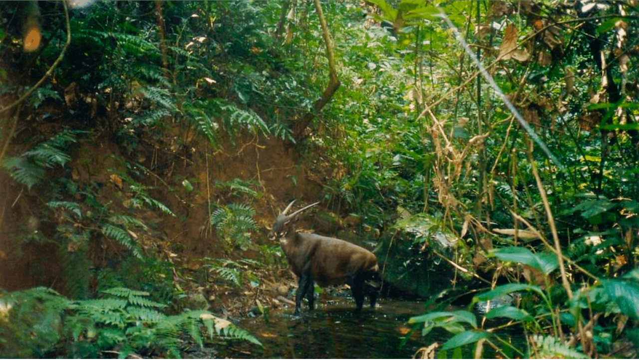 Tạo điều kiện phục hồi các loài hoang dã tại Việt Nam
