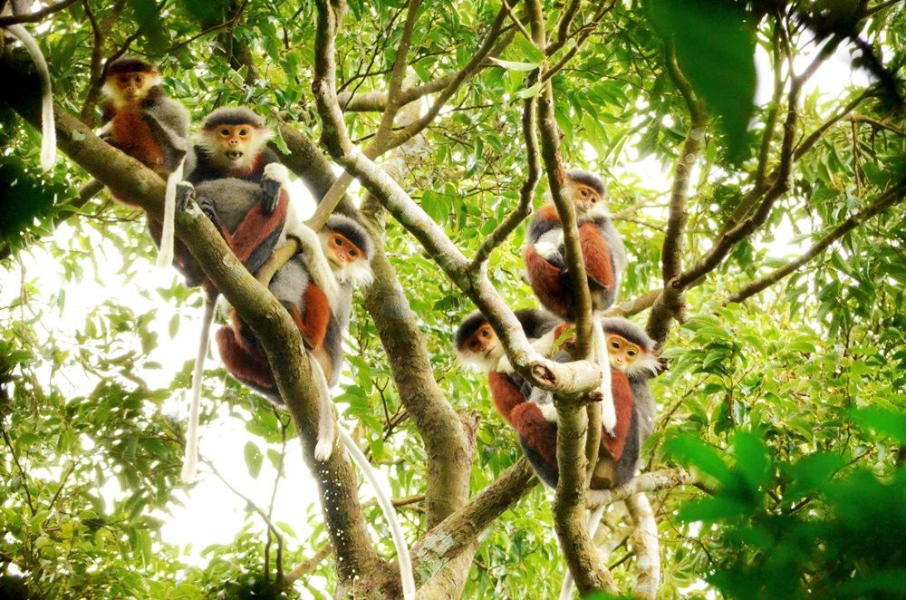 Huy động tài chính bảo tồn đa dạng sinh học