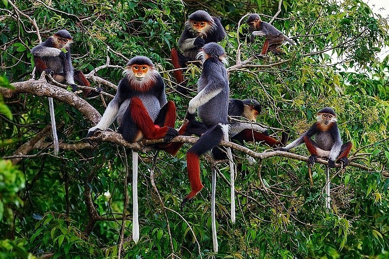 Tăng nguồn ngân sách cho bảo tồn đa dạng sinh học