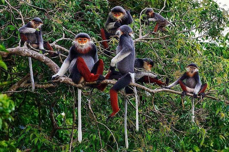 Tìm nguồn lực cho bảo tồn đa dạng sinh học