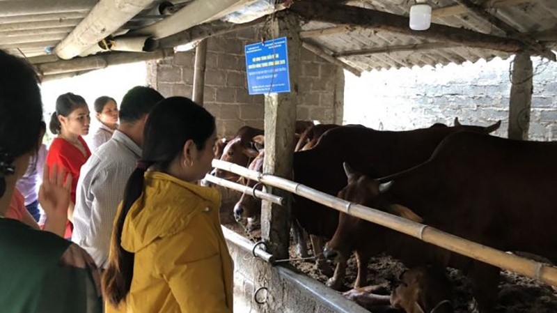 Ứng dụng phát triển mô hình kinh tế tuần hoàn trong chăn nuôi