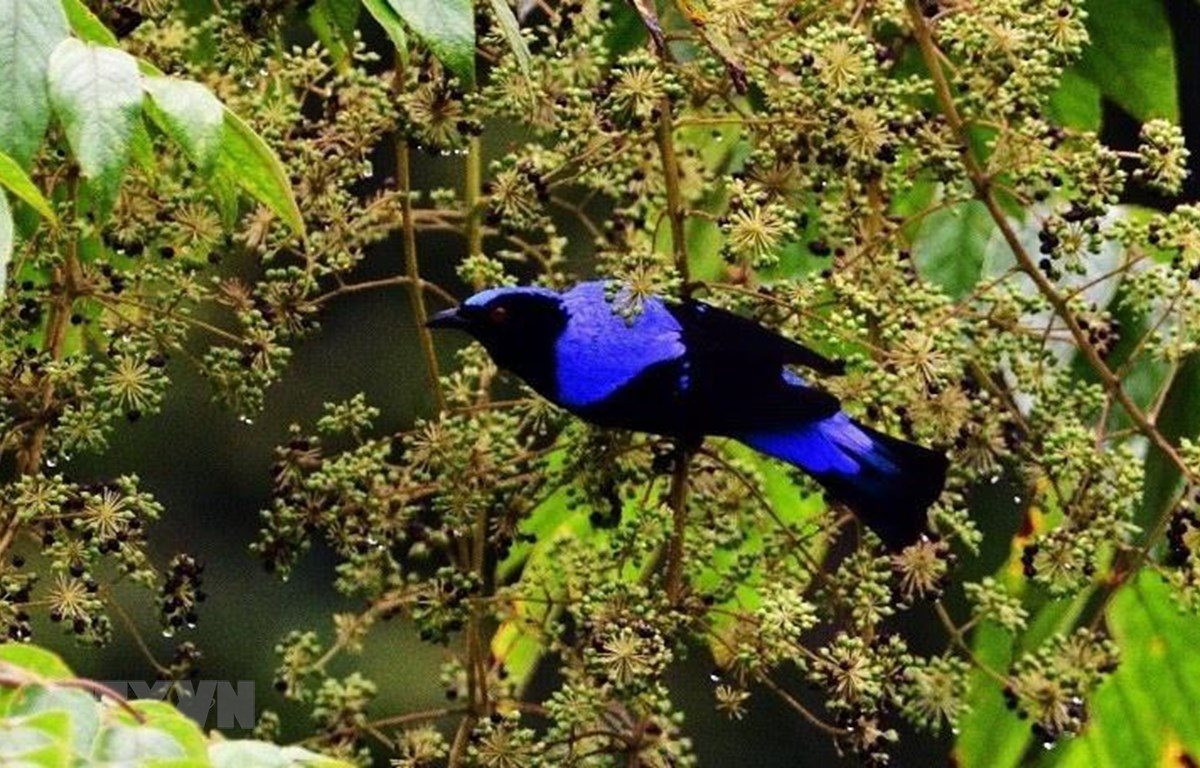 Công bố các sự kiện nổi bật Ngành Tài nguyên và Môi trường năm 2021