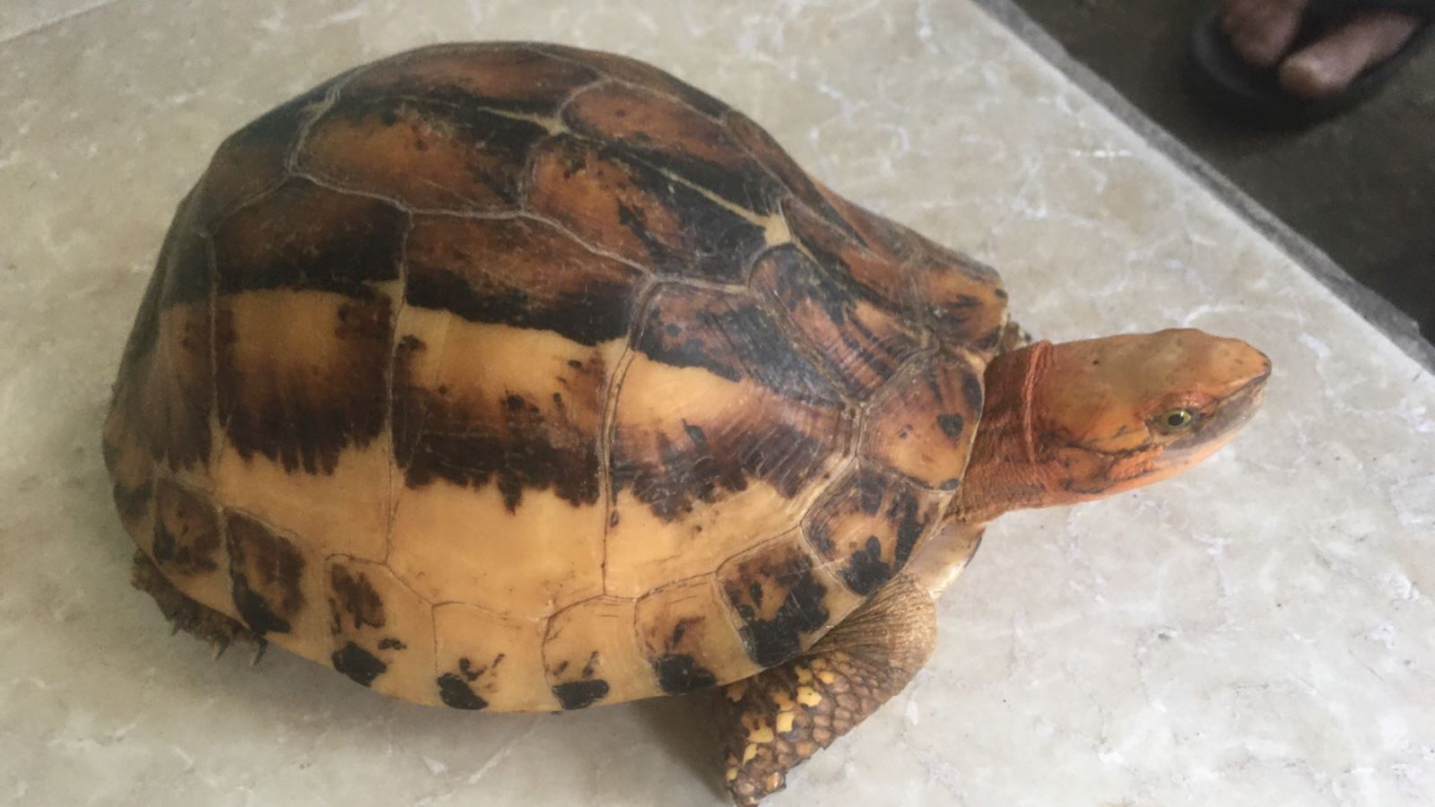 Phục hồi quần thể các loài rùa nguy cấp ở Việt Nam