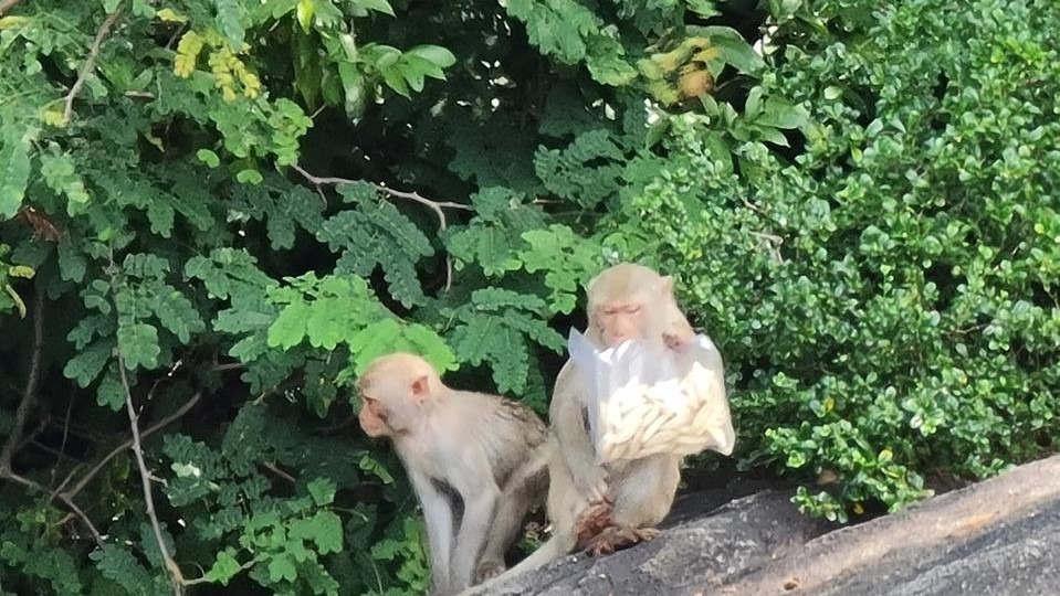 Bảo tồn đàn khỉ vàng quý hiếm tại đảo Hòn Trà