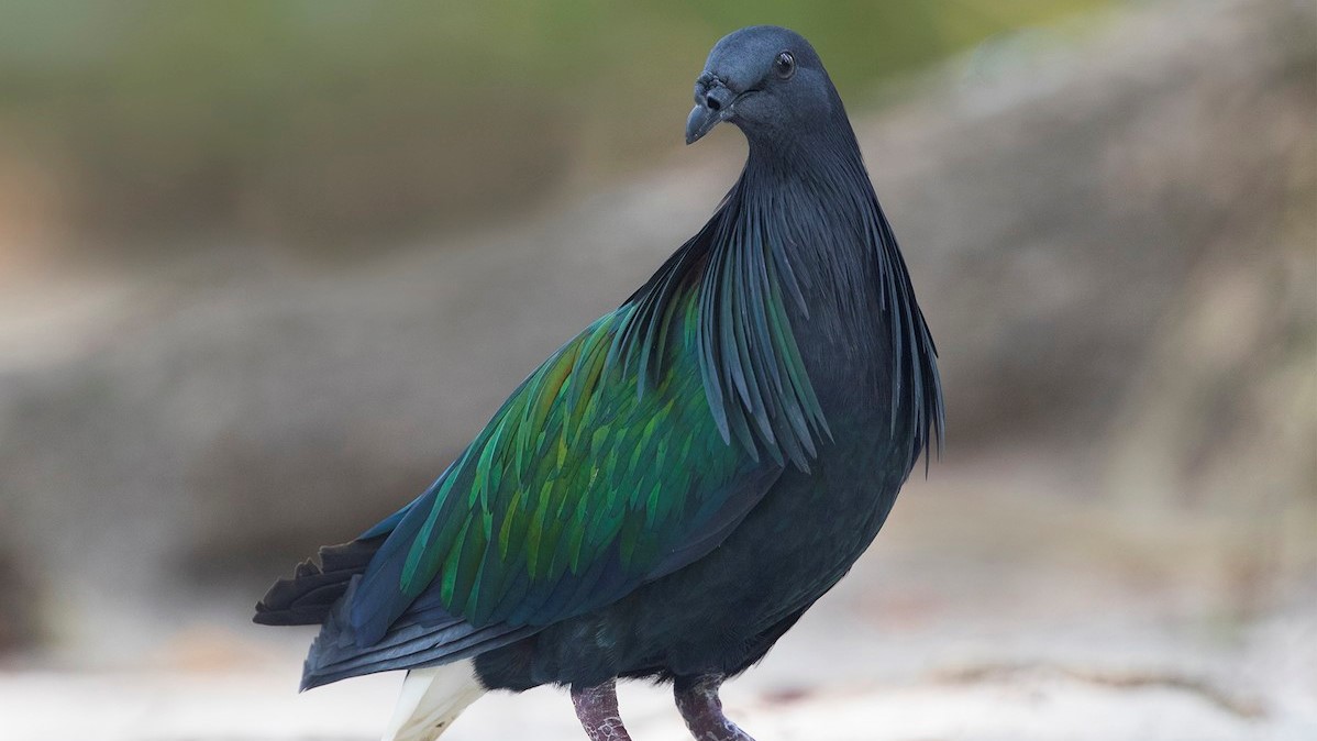 Tăng cường bảo tồn chim hoang dã, di cư tại Việt Nam