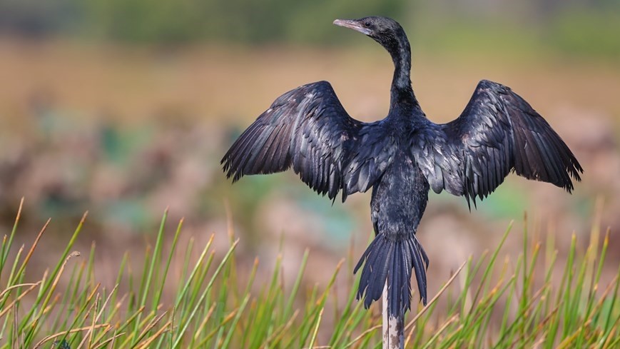 Cấp bách bảo tồn các loài chim hoang dã tại Việt Nam