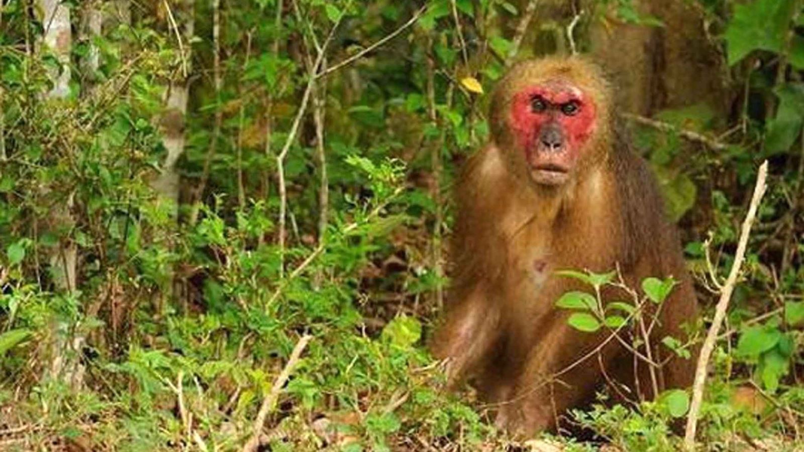 Bảo tồn loài khỉ Macaca quý hiếm tại Vườn Quốc gia Bến En