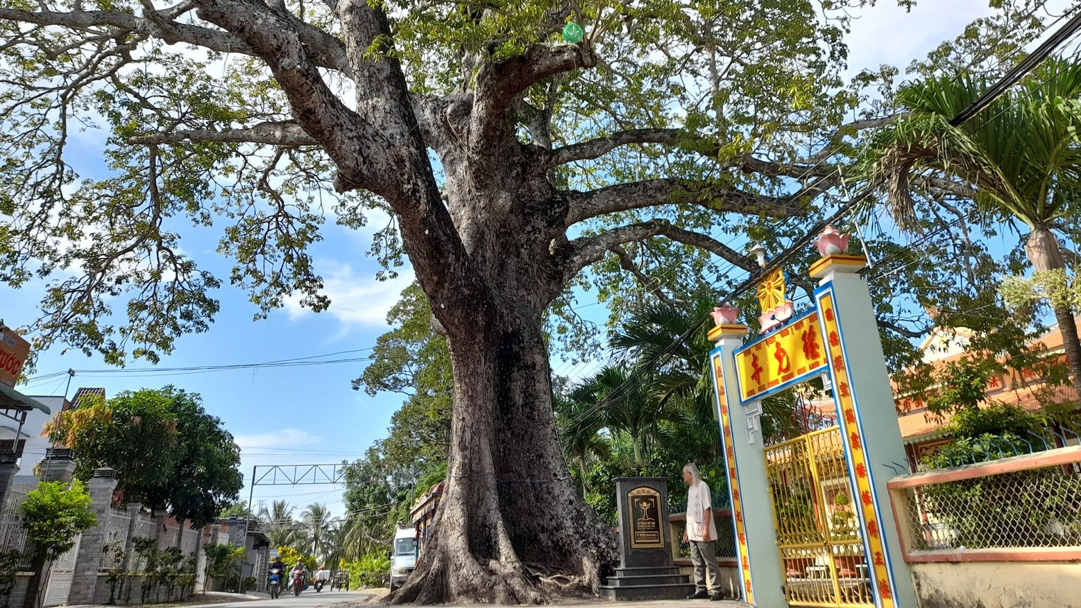 Cây di sản Việt Nam – Hành trình bảo tồn